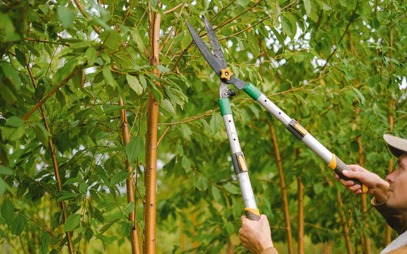 Tree trimming in Cedarville, WV